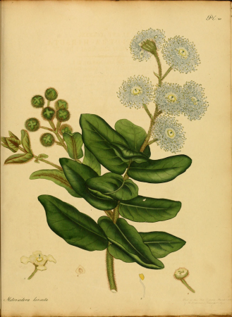 The botanist's repository, for new, and rare plants - containing coloured figures of such plants, as have not hitherto appeared in any similar publication, with all their essential characters, (14596749110), 1797