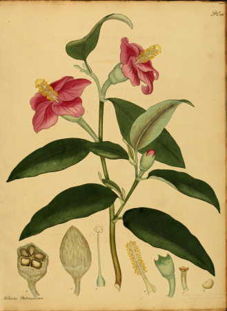 The botanist's repository, for new, and rare plants - containing coloured figures of such plants, as have not hitherto appeared in any similar publication, with all their essential characters, (14780315091), 1797