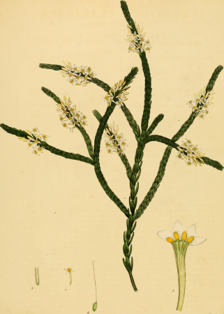 The botanist's repository, for new, and rare plants - containing coloured figures of such plants, as have not hitherto appeared in any similar publication, with all their essential characters, (20405281245), 1797