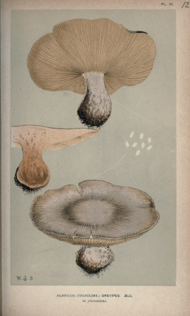 Illustrations of British Fungi (Hymenomycetes), to serve as an atlas to the "Handbook of British Fungi" (Pl. 120) (8163946492), between 1881 and 1891