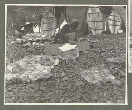 Tlingit Indian flensing a seal hide at the sealers' camp, Yakutat Bay, Alaska, June 1899., Taken on 1 June 1899