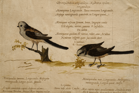 Pierre Eskrich - Mésange à longue queue (Aegithalus caudatus et europaeus) 2, Pierre Eskrich