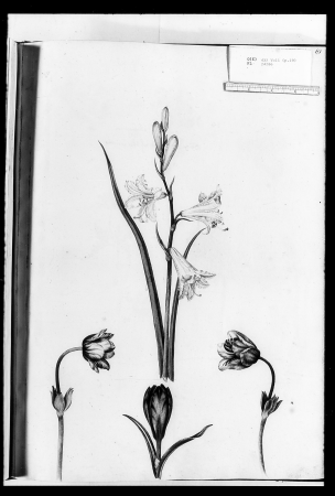 Alexander Marshal (RCIN 924286-2), Alexander Marshal