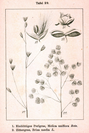 Pooideae spp Sturm29, Johann Georg Sturm, 1796