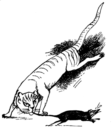 Lear - Cat, Edward Lear