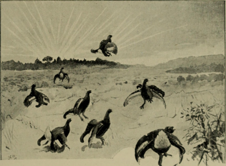 Game birds and shooting-sketches - illustrating the habits, modes of capture, stages of plumage and the hybirds and varieties which occur amongst them (1894) (14565450740)