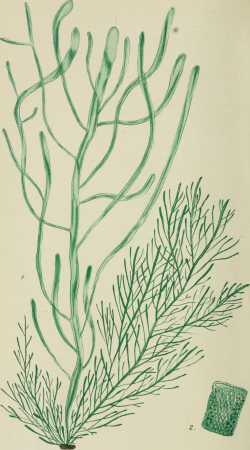 Phycologia Britannica, or, A history of British sea-weeds - containing coloured figures, generic and specific characters, synonymes, and descriptions of all the species of algae inhabiting the shores (14784366893), 1846