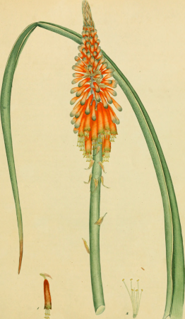 The botanist's repository, for new, and rare plants - containing coloured figures of such plants, as have not hitherto appeared in any similar publication, with all their essential characters, (20217150548), 1797