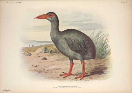 Extinct birds - an attempt to unite in one volume a short account of those birds which have become extinct in historical times - that is, within the last six or seven hundred years - to which are (14566103497), 1907