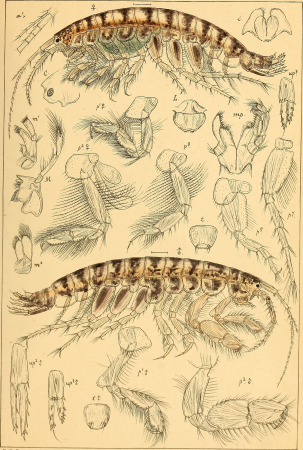 An account of the Crustacea of Norway, with short descriptions and figures of all the species (1895) (16770087475)