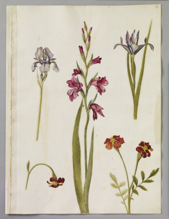 Alexander Marshal (RCIN 924334), Alexander Marshal