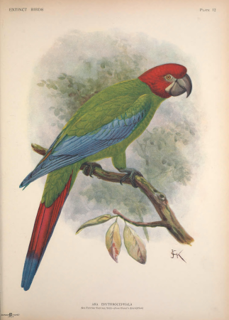Extinct birds - an attempt to unite in one volume a short account of those birds which have become extinct in historical times - that is, within the last six or seven hundred years - to which are (14772390963), 1907