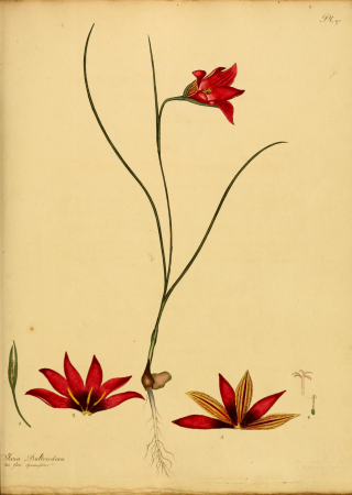 The botanist's repository, for new, and rare plants - containing coloured figures of such plants, as have not hitherto appeared in any similar publication, with all their essential characters, (14783351975), 1797