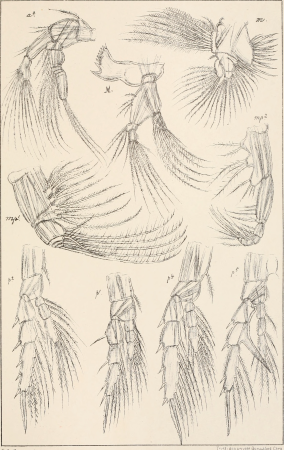 An account of the Crustacea of Norway, with short descriptions and figures of all the species (1901) (16744081356)