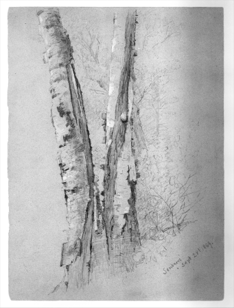 Study of Birch Trunks (Scribners'), Jervis McEntee, 1869