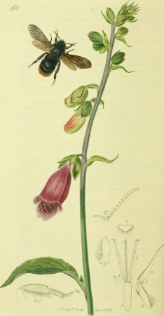 British entomology; being illustrations and descriptions of the genera of insects found in Great Britain and Ireland- containing coloured figures from nature of the most rare and beautiful species, (20409108212), John Curtis, 1823