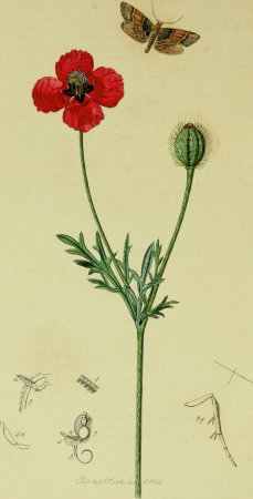 British entomology; being illustrations and descriptions of the genera of insects found in Great Britain and Ireland- containing coloured figures from nature of the most rare and beautiful species, (20417808685), John Curtis, 1823