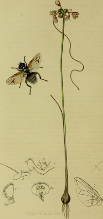 British entomology; being illustrations and descriptions of the genera of insects found in Great Britain and Ireland- containing coloured figures from nature of the most rare and beautiful species, (20417906565), John Curtis, 1823