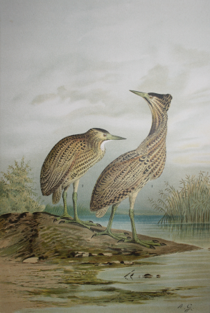 Botaurus stellaris, bittern [Botaurus stellaris, bittern], Anton Goering