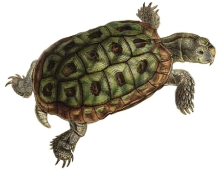 Testudo areolata Bell flipped, Edward Lear, between 1832 and 1836