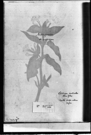 Alexander Marshal (RCIN 924414-2), Alexander Marshal