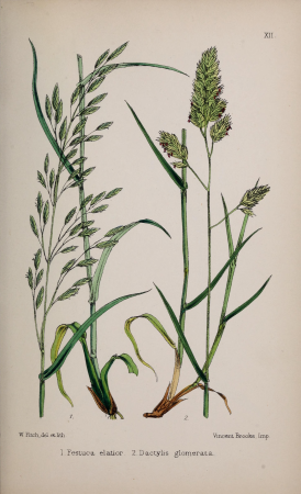 British grasses - an introduction to the study of the Gramineae of Great Britain and Ireland (1867) (20392151236), 1867