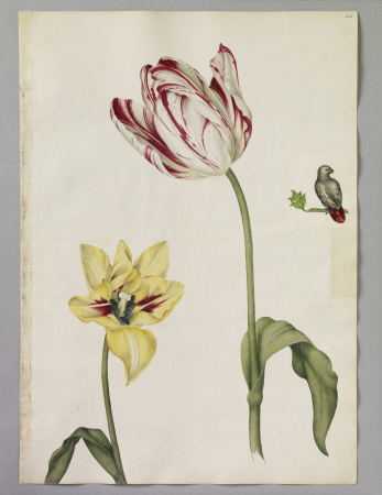 Alexander Marshal (RCIN 924322), Alexander Marshal