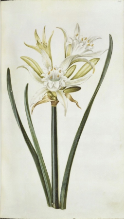 Lilie, Hans Simon Holtzbecker, from 1664 until 1667