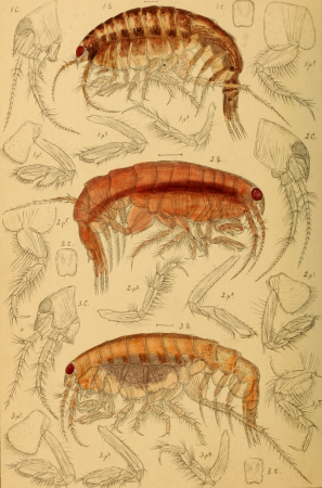 An account of the Crustacea of Norway, with short descriptions and figures of all the species (1895) (16582428188)