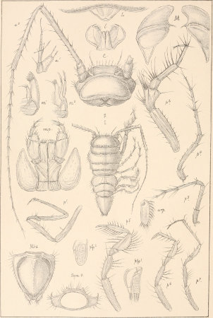 An account of the Crustacea of Norway, with short descriptions and figures of all the species (1899) (16582394208)