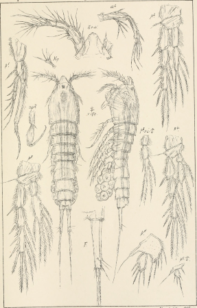 An account of the Crustacea of Norway, with short descriptions and figures of all the species (1903) (16147974594)
