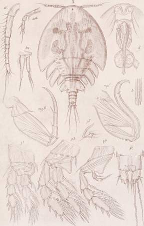 An account of the Crustacea of Norway, with short descriptions and figures of all the species (1913) (16744288466)