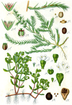 Spp Sturm33, Johann Georg Sturm, 1796