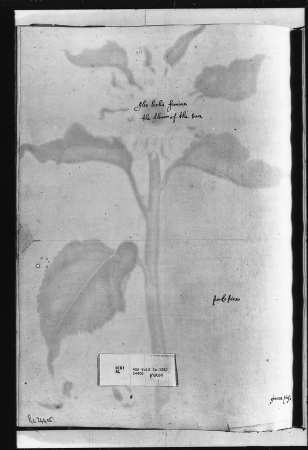 Alexander Marshal (RCIN 924405-2), Alexander Marshal