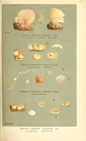Illustrations of British Fungi (Hymenomycetes), to serve as an atlas to the "Handbook of British Fungi" (Pl. 537) (9016427652), between 1881 and 1891