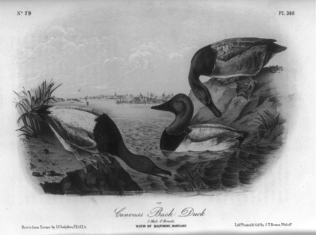 Canvass Back Duck LCCN2004665541, John James Audubon, 1871