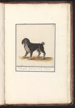 Dog (Canis lupus familiaris) Dogghe. Molossus canis Dogue. (titel op object), RP-T-BR-2017-1-1-51, Elias Verhulst, between 1596 and 1610