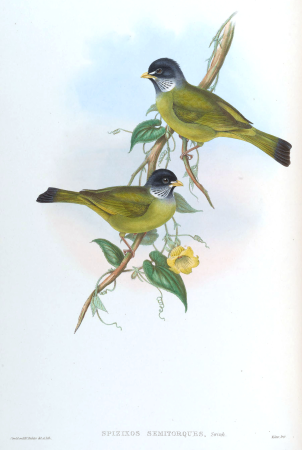 SpizixosSemitorquesGould, John Gould, between 1850 and 1883