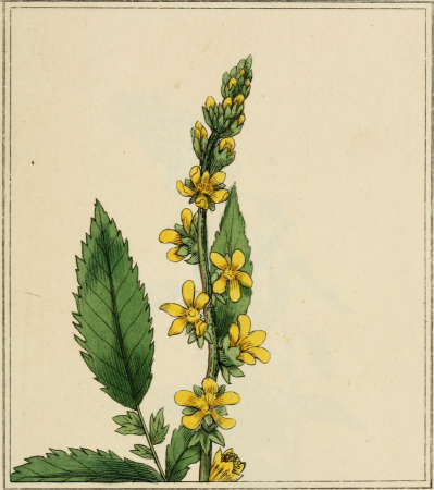 Elements of the science of botany, as established by Linnaeus; with examples to illustrate the classes and orders of his system (1812) (21265006205)