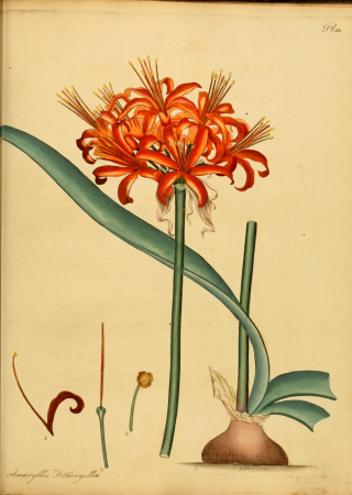 The botanist's repository, for new, and rare plants - containing coloured figures of such plants, as have not hitherto appeared in any similar publication, with all their essential characters, (14803198623), 1797