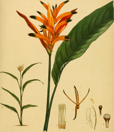 The botanist's repository, for new, and rare plants - containing coloured figures of such plants, as have not hitherto appeared in any similar publication, with all their essential characters, (20396721862), 1797