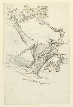 Drawing, Studies. Old Cypress Trees, Cypress Point, April 11, Samuel Colman, 11 April 1898