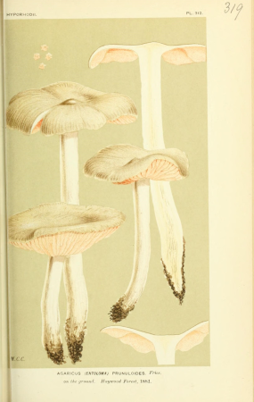 Illustrations of British Fungi (Hymenomycetes), to serve as an atlas to the "Handbook of British Fungi" (Pl. 319) (8723357552), between 1881 and 1891