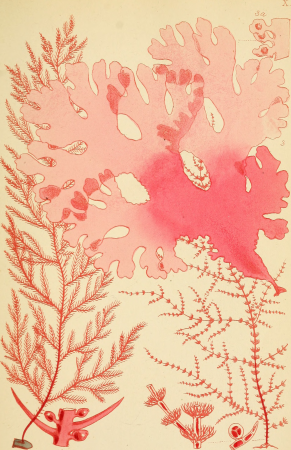 British sea-weeds- an introduction to the study of the marine Algae of Great Britain, Ireland ad the Channel Islands (1867) (20230654288)