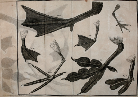 Ornithologie, ou, Méthode contenant la division des oiseaux en ordres, sections, genres, especes and leurs variétés - a laquelle on a joint une description exacte de chaque espece, avec les citations (14564956649), 1760