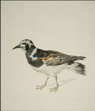 Aert Schouman (1710–1792), watersnipvogel
