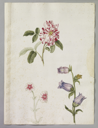 Alexander Marshal (RCIN 924355), Alexander Marshal