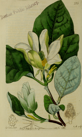 The Botanical register consisting of coloured figures of (1815) (14586547489), 1815