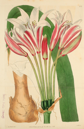 The Botanical register consisting of coloured figures of (1815) (14772831372), 1815