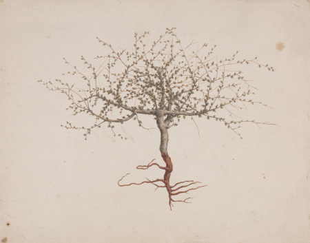 Commiphora gileadensis (L.) C. Chr. (Balm of Gilead, Opobalsam): finished drawing if tree's habit (with roots), Luigi Balugani